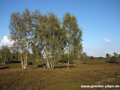 Westruper Heide